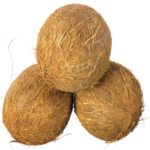 Quả Dừa - Coconut PNG (9)