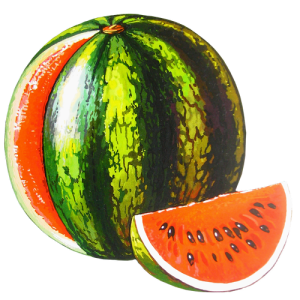 Quả Dưa Hấu - watermelon PNG (21)
