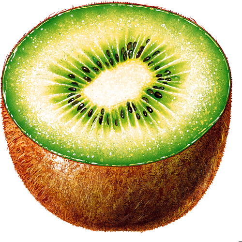 Quả Kiwi - Kiwi PNG (1)