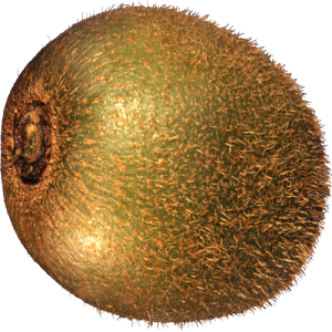 Quả Kiwi - Kiwi PNG (6)