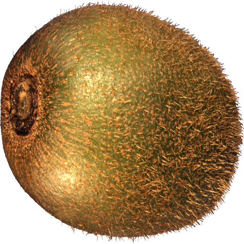 Quả Kiwi - Kiwi PNG (6)