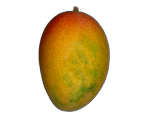 Quả Xoài - Mango (9)