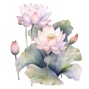 Hoa Sen - Lotus 0104 (25)