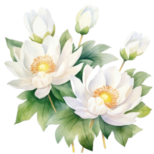 Hoa Sen - Lotus 0104 (3)