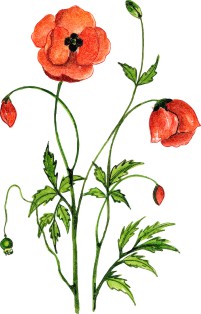 Vector Bông Hoa, Flower (1)