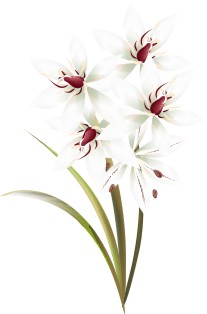 Vector Bông Hoa, Flower (53)