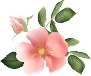 Vector Bông Hoa, Flower (71)