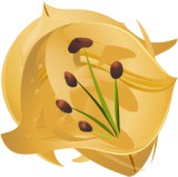 Vector Bông Hoa, Flower (8)