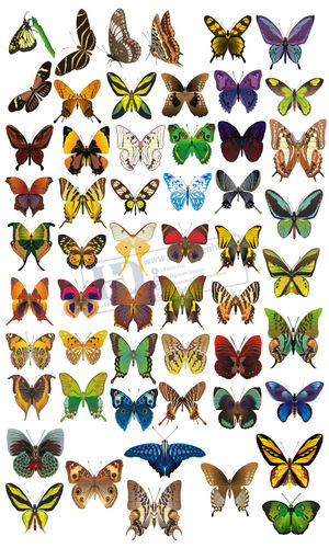 Vector Con Bướm, Butterfly