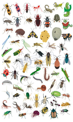 Vector Côn Trùng