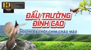 Vector Phông Nền Hội Thi Chim Chào Mào