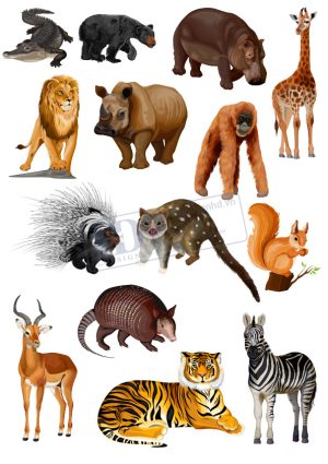 Animals, Con Vật Trong Khu Rừng (1)