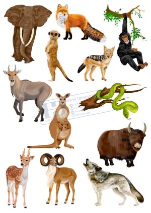 Animals, Con Vật Trong Khu Rừng (2)