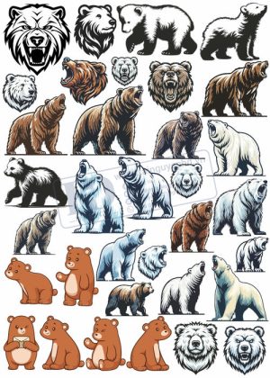 Bear, Vector Con Gấu 31