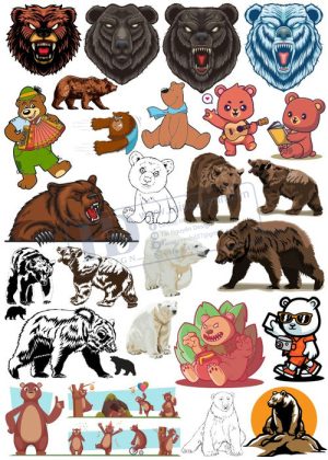 Bear, Vector Con Gấu 48