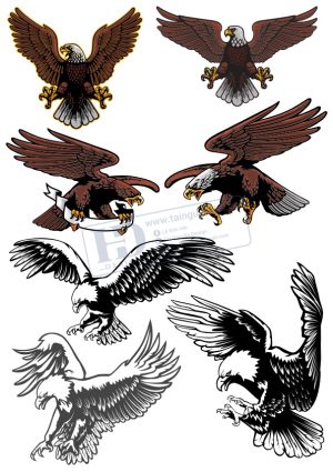Brid, Con Chim, Vector Con Chim Tổng Hợp (14)
