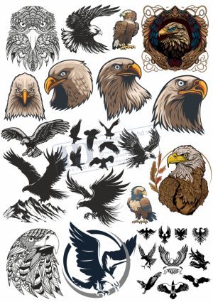 Brid, Con Chim, Vector Con Chim Tổng Hợp (3)
