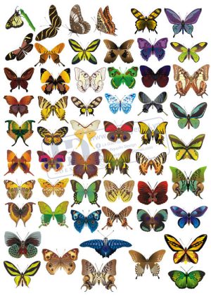 Butterfly, Vector Con Bướm 2