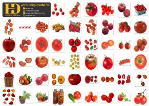 Cà Chua, Quả Cà Chua Tách Nền, Tomato PNG 1