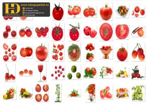 Cà Chua, Quả Cà Chua Tách Nền, Tomato PNG 2