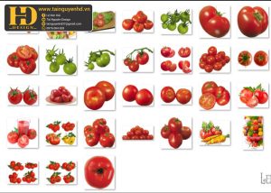 Cà Chua, Quả Cà Chua Tách Nền, Tomato PNG 4