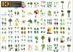Cây Dừa Tách Nền PNG 1