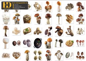 Cây Nấm Tách Nền PNG 1