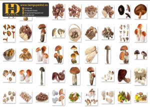 Cây Nấm Tách Nền PNG 2