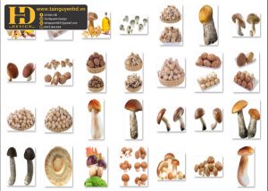 Cây Nấm Tách Nền PNG 3