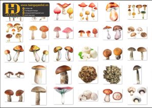 Cây Nấm Tách Nền PNG 4