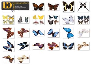 Con Bướm Tách Nền PNG 3