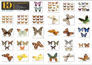 Con Bướm Tách Nền PNG 4