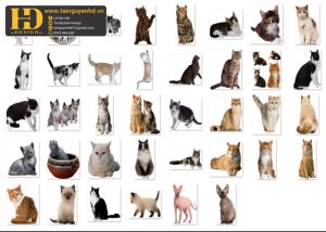 Con Mèo, Mèo Con, Cat PNG 1