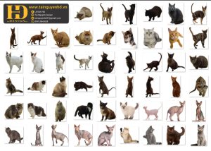 Con Mèo, Mèo Con, Cat PNG 3