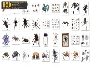 Con Nhện Tách Nền, Spiders PNG