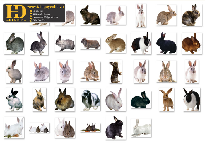 Con Thỏ, Rabbit PNG 1