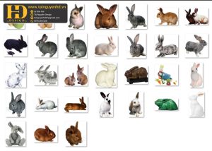 Con Thỏ, Rabbit PNG 2