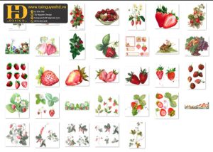 Dâu Tây, Quả Dâu Tây PNG 8