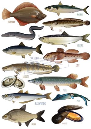Fish, Con Cá, Vector Con Cá (10)