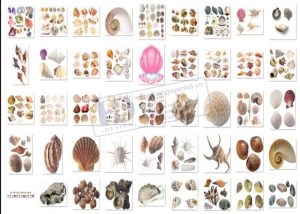 Hải Sản, Ngao, Sò, Ốc, Hến, Hàu PNG 1