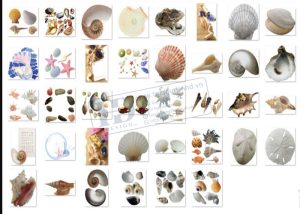 Hải Sản, Ngao, Sò, Ốc, Hến, Hàu PNG 2