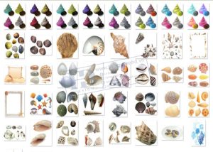 Hải Sản, Ngao, Sò, Ốc, Hến, Hàu PNG 3