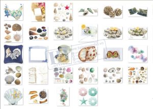 Hải Sản, Ngao, Sò, Ốc, Hến, Hàu PNG 4