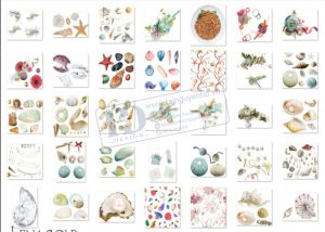 Hải Sản, Ngao, Sò, Ốc, Hến, Hàu PNG 5