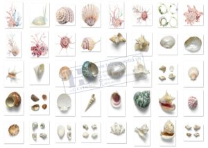 Hải Sản, Ngao, Sò, Ốc, Hến, Hàu PNG 6