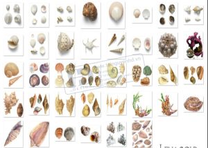 Hải Sản, Ngao, Sò, Ốc, Hến, Hàu PNG 7
