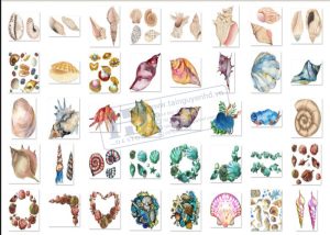 Hải Sản, Ngao, Sò, Ốc, Hến, Hàu PNG 8