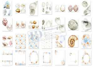 Hải Sản, Ngao, Sò, Ốc, Hến, Hàu PNG 9