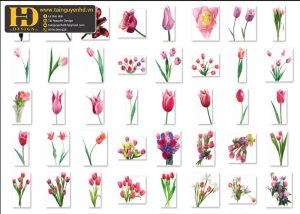Hoa Tulip, Bông Hoa Tách Nền 1