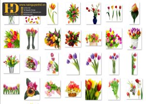 Hoa Tulip, Bông Hoa Tách Nền 10